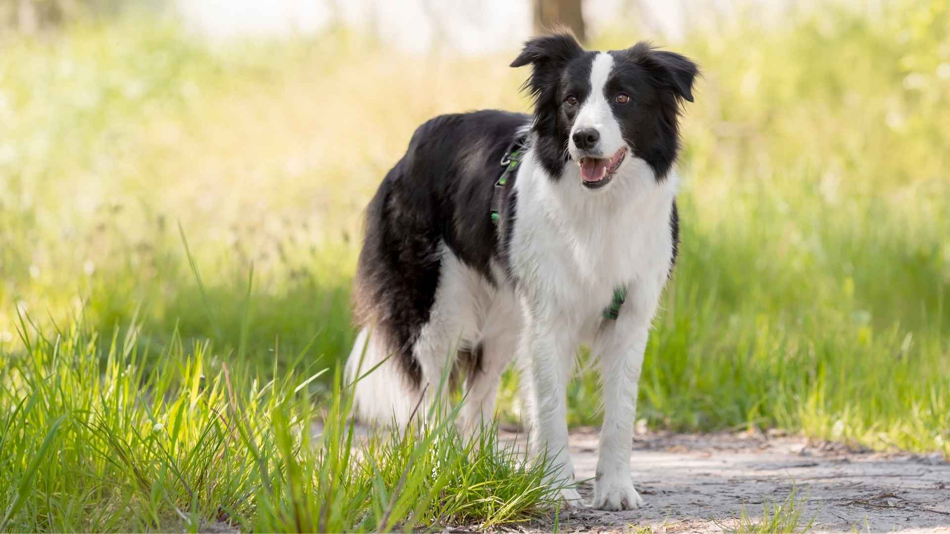 Border Collie